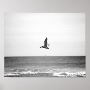Black & White Brown Pelican som flyger över havet Poster