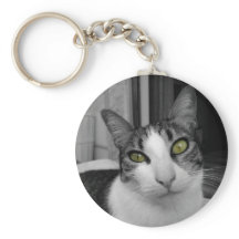 Black White Cat Photo