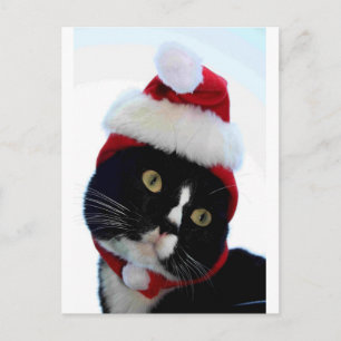 Black & White Cat Santa Hat tittar på ram Helg Vykort