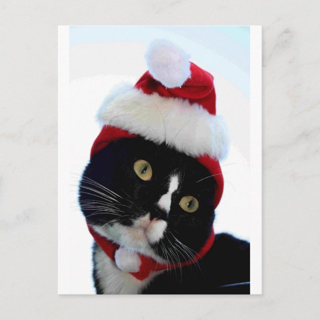 Black & White Cat Santa Hat tittar på ram Helg Vykort (Framsida)