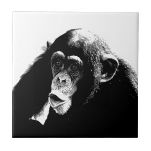 Black White Chimpanzee Kakelplatta