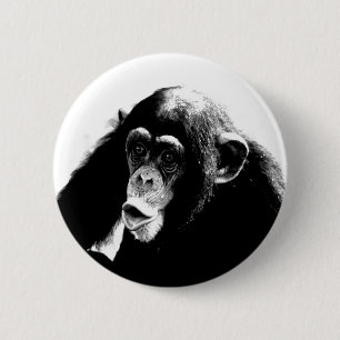 Black White Chimpanzee Knapp