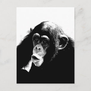 Black White Chimpanzee Vykort