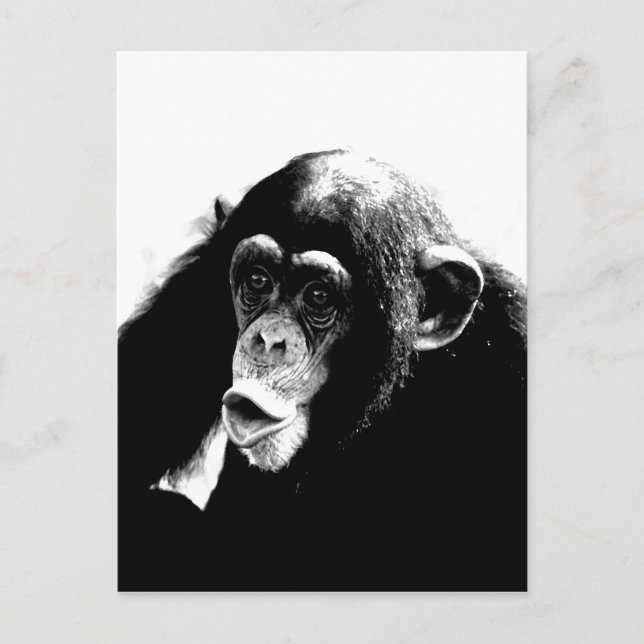 Black White Chimpanzee Vykort (Framsida)