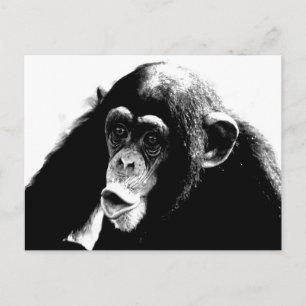 Black White Chimpanzee Vykort