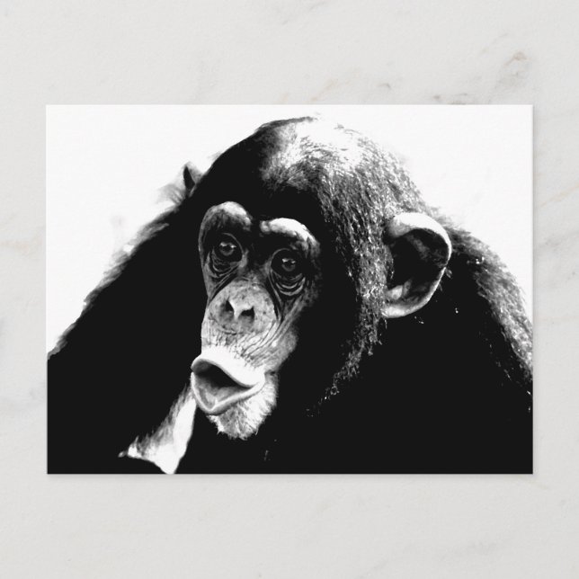 Black White Chimpanzee Vykort (Framsida)