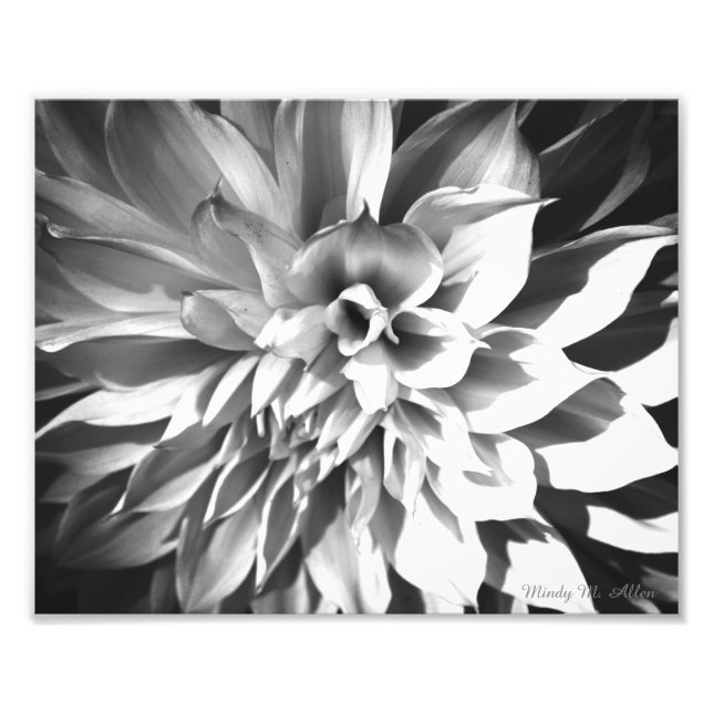 Black & White Chrysanthemum Skriv ut 8 x 10 Fototryck (Framsidan)