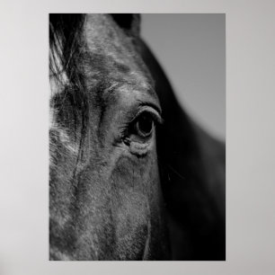 Black & White Close Horse Öga Artwork Poster