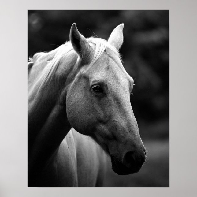 Black White Closeup Horse Poster (Framsidan)