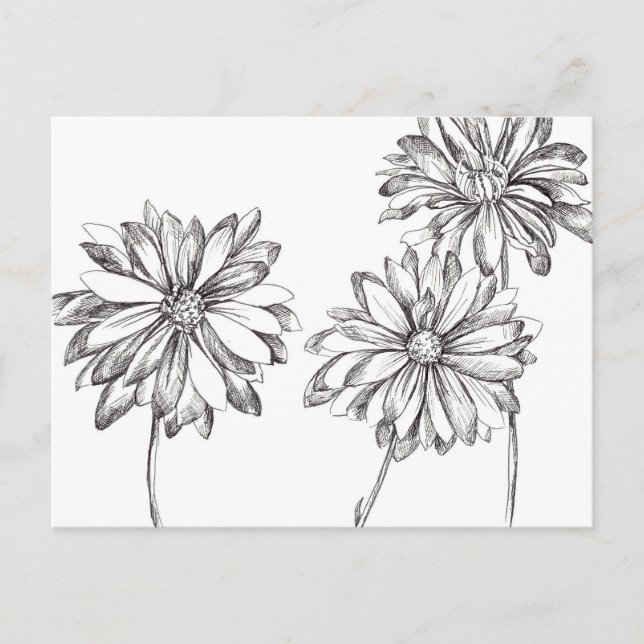 Black White Daisy Flower Bouquet Teckning Vykort (Framsida)
