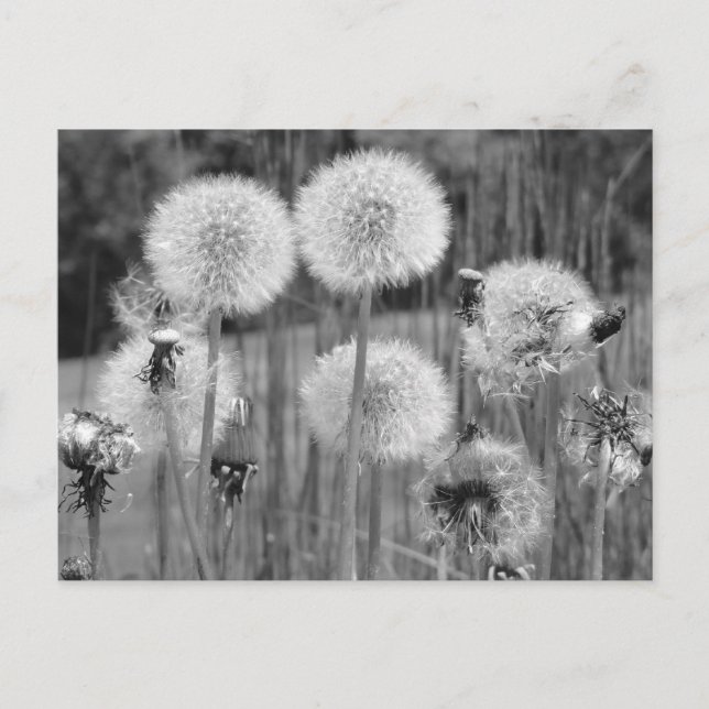 Black & White Dandelions Vykort (Framsida)
