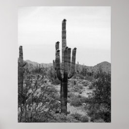 Black & White Desert Cactus 16 x 20 Poster utskrif