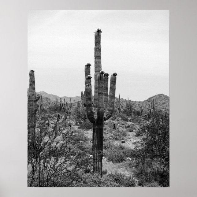 Black & White Desert Cactus 16 x 20 Poster utskrif (Framsidan)