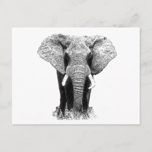 Black & White Elephant Vykort