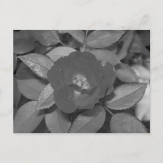 Black & White Flower Vykort
