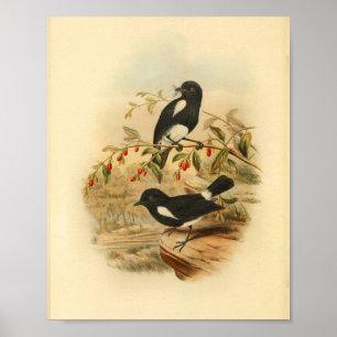 Black White Flycatcher Bird Vintage 1884 Skriv ut Poster