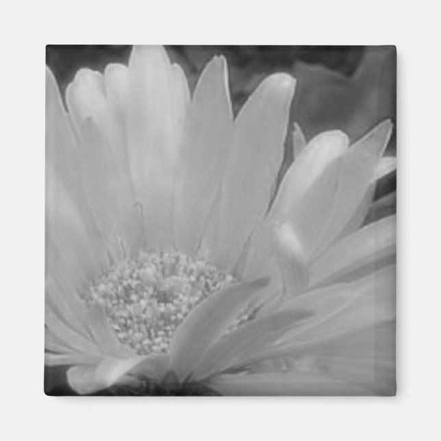 Black & White Gerber Daisy Magnet (Framsidan)