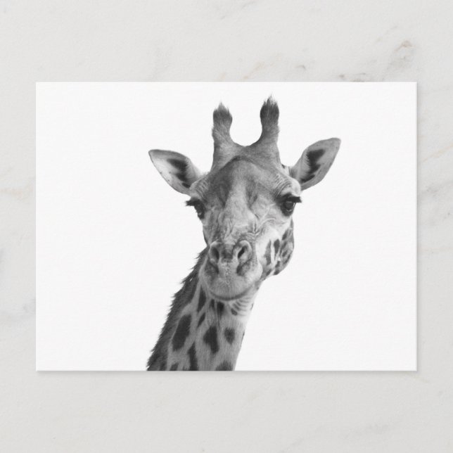 Black & White Giraffe Vykort (Framsida)