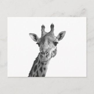 Black & White Giraffe Vykort