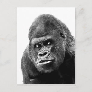 Black White Gorilla Vykort