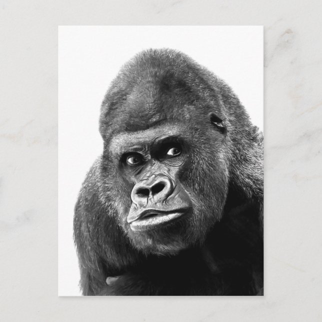 Black White Gorilla Vykort (Framsida)