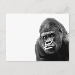 Black White Gorilla Vykort