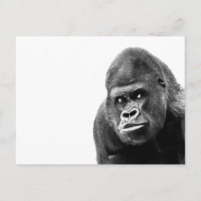 Black White Gorilla Vykort (Framsida)