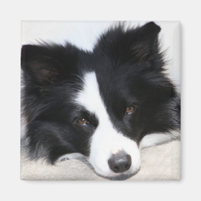 Black & White Gräns Collie Puppy Hund Magnet (Framsidan)