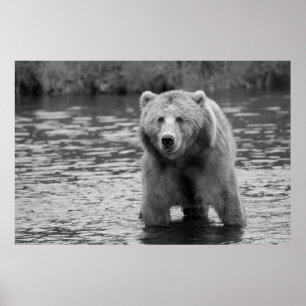 Black White Grizzly Bear Modern Woodland Art Poster