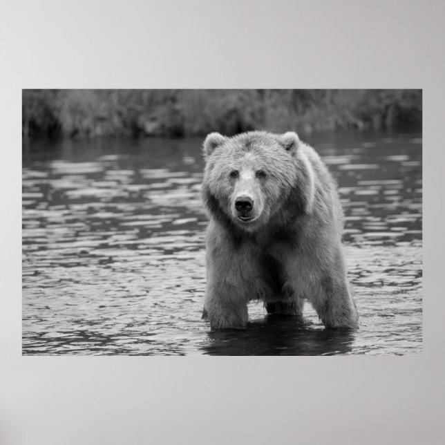 Black White Grizzly Bear Modern Woodland Art Poster (Framsidan)