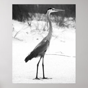 Black & White Heron Ställning på Sandy Beach Poster