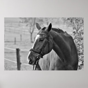 Black White Horse - Djurfotografi Poster