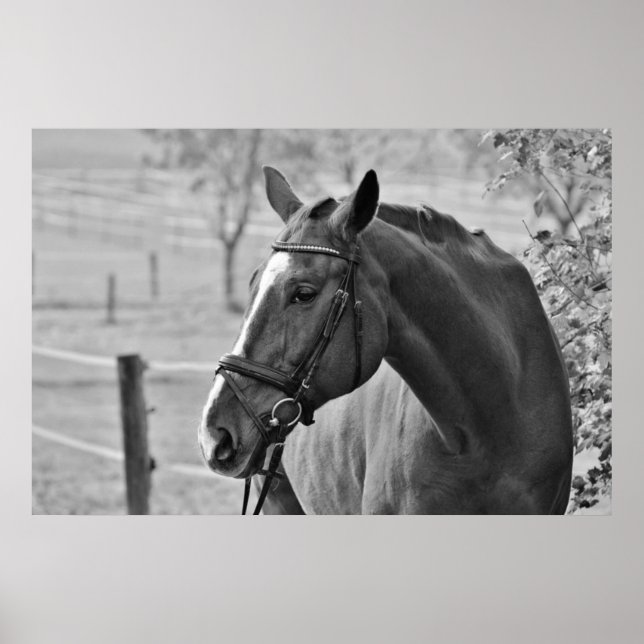 Black White Horse - Djurfotografi Poster (Framsidan)