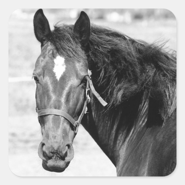 Black White Horse Fyrkantigt Klistermärke (Framsida)
