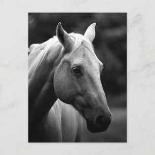 Black & White Horse Head Vykort