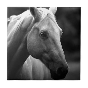 Black White Horse Kakelplatta