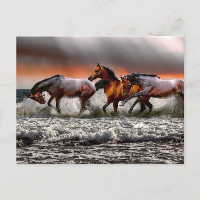 Black White Horse Monochrome Bild Vykort (Framsida)
