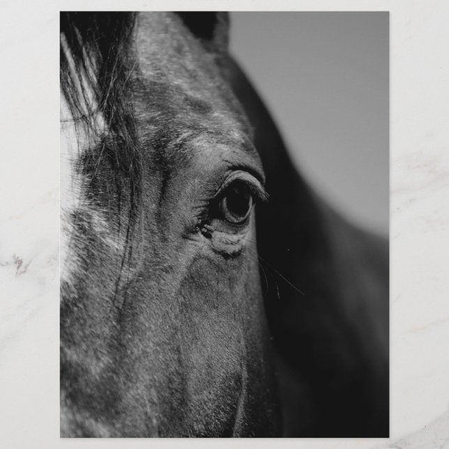 Black White Horse Öga Artwork (Framsida)