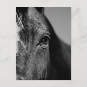 Black White Horse Öga Artwork Vykort