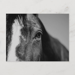 Black White Horse Öga Artwork Vykort