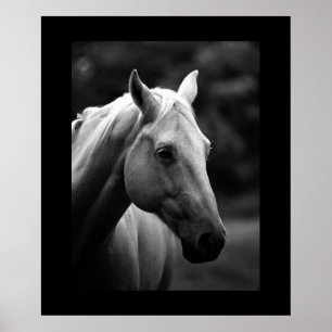 Black White Horse Porträtt Poster