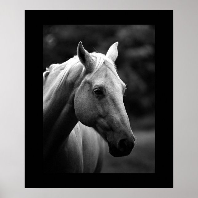 Black White Horse Porträtt Poster (Framsidan)