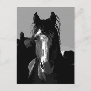 Black & White Horse Porträtt Vykort