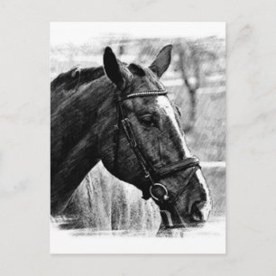 Black White Horse Sketch Vykort