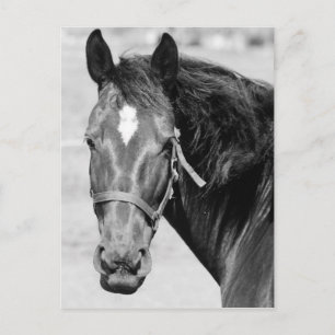 Black White Horse Vykort