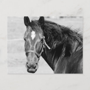 Black White Horse Vykort