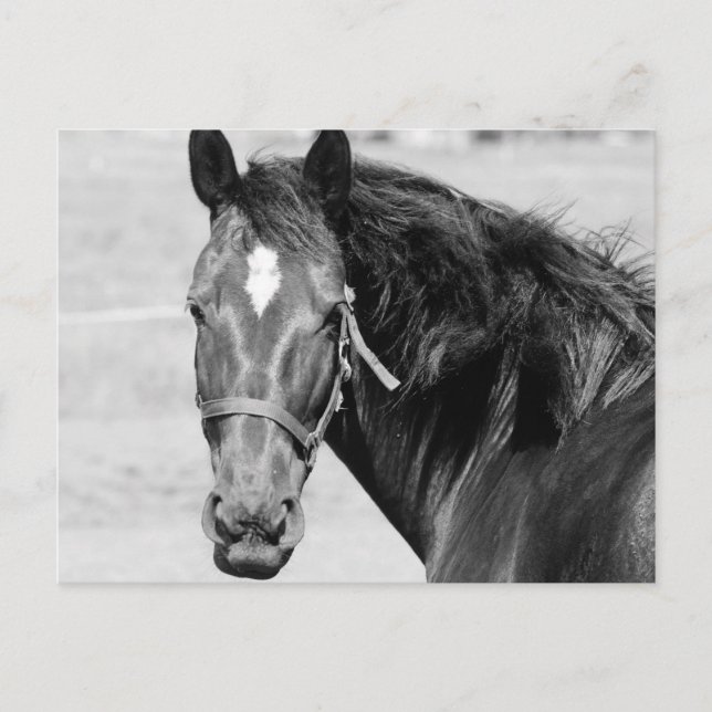 Black White Horse Vykort (Framsida)