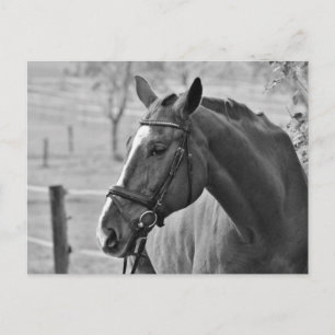 Black White Horse Vykort