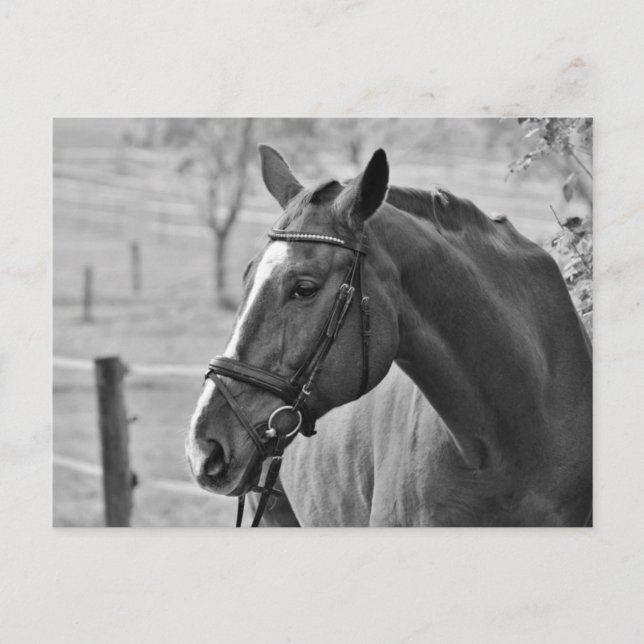 Black White Horse Vykort (Framsida)