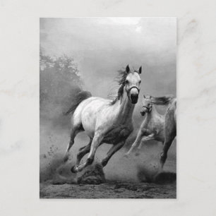 Black & White Horses Running Vykort